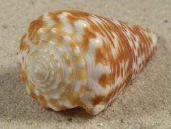 Conus sulcocastaneus PH 4,3cm *unique*