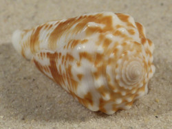 Conus sulcocastaneus PH 4,6cm *unique*