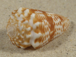 Conus sulcocastaneus PH 4,6cm *Unikat*