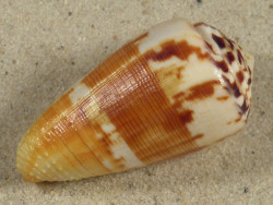 Conus striatellus MZ 4,9cm *Unikat*