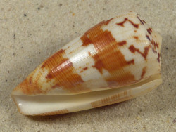 Conus striatellus MZ 5,1cm *Unikat*