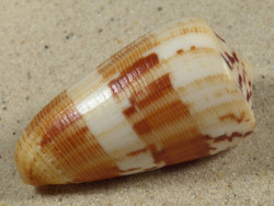 Conus striatellus MZ 5,1cm *unique*