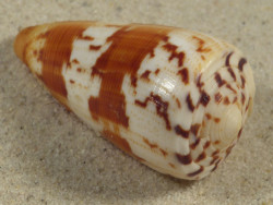 Conus striatellus MZ 5,1cm *unique*