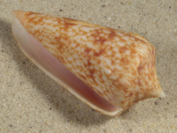 Conus neptunus PH 5,1cm *Unikat*