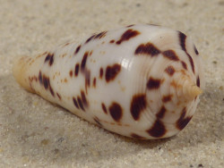 Conus blanfordianus PH 3,6cm *unique*