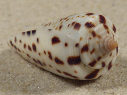 Conus blanfordianus PH 3,9cm *Unikat*