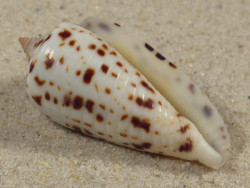 Conus blanfordianus PH 3,9cm *unique*