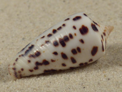 Conus blanfordianus PH 3,7cm *unique*