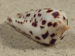 Conus blanfordianus PH 3,7cm *unique*