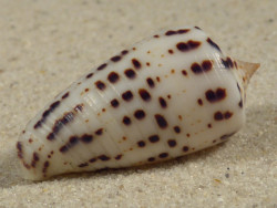 Conus blanfordianus PH 3,6cm *unique*