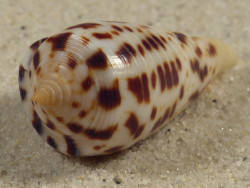 Conus blanfordianus PH 3,7cm *Unikat*