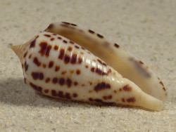 Conus blanfordianus PH 3,7cm *unique*