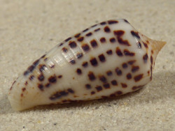 Conus blanfordianus PH 3,7cm *unique*