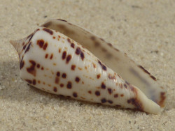 Conus blanfordianus PH 3,9cm *unique*