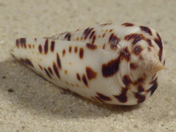 Conus blanfordianus PH 3,9cm *Unikat*