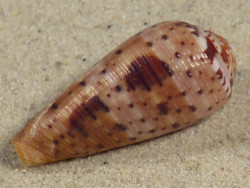 Conus circumcisus PH 4,2cm *Unikat*