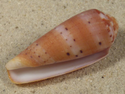 Conus circumcisus PH 4,5cm *unique*