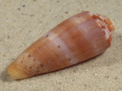 Conus circumcisus PH 4,5cm *Unikat*