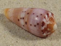Conus circumcisus PH 3,8cm *Unikat*