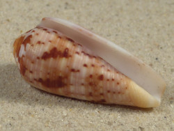 Conus circumcisus PH 4,0cm *Unikat*
