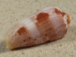 Conus circumcisus PH 4,0cm *Unikat*