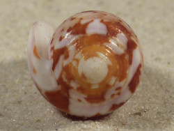 Conus circumcisus PH 4,0cm *Unikat*