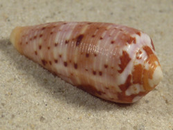 Conus circumcisus PH 4,0cm *Unikat*