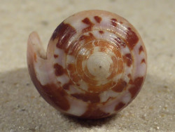 Conus circumcisus PH 4,5cm *unique*