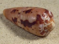 Conus circumcisus PH 4,5cm *Unikat*