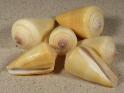 Conus quercinus 4+cm