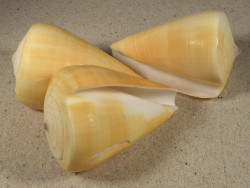 Conus quercinus 7+cm