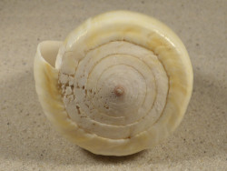 Conus quercinus 9cm *unique*