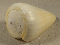 Conus quercinus 9cm *Unikat*