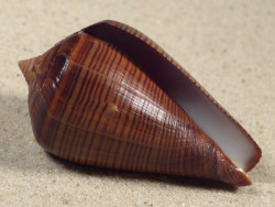 Conus figulinus PH 5,6cm *Unikat*