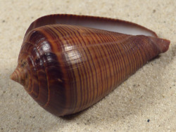 Conus figulinus PH 5,6cm *Unikat*