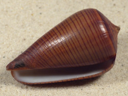 Conus figulinus PH 5,3cm *Unikat*