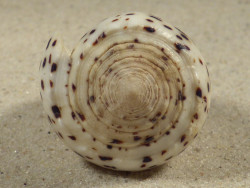 Conus pulicarius PH 5,5cm *unique*