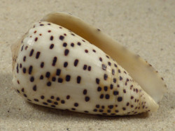 Conus pulicarius PH 5,5cm *unique*