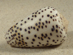 Conus pulicarius PH 5,5cm *Unikat*