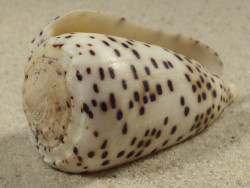 Conus pulicarius PH 5,5cm *unique*