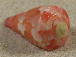 Conus pertusus PH 2,4cm *unique*