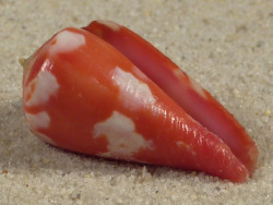 Conus pertusus PH 2,8cm *Unikat*