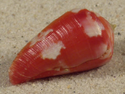 Conus pertusus PH 2,8cm *unique*