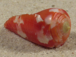 Conus pertusus PH 2,8cm *unique*