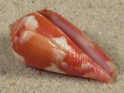 Conus pertusus PH 3cm *Unikat*