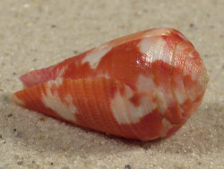 Conus pertusus PH 3cm *Unikat*