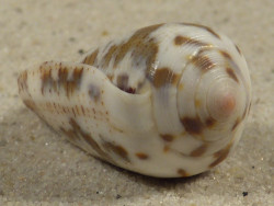Conus striolatus PH 3,6cm *Unikat*