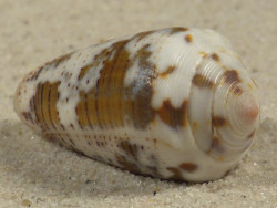 Conus striolatus PH 3,6cm *Unikat*