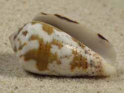 Conus striolatus PH 3,1cm *unique*