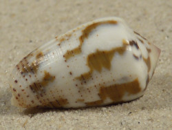 Conus striolatus PH 3,1cm *unique*